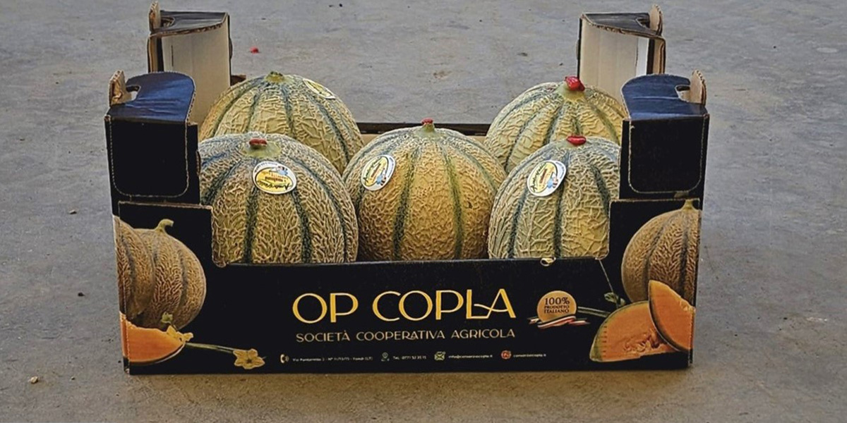 Ambrifello: esordio per il melone di nicchia di Op Copla 